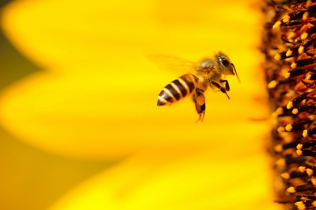 Bees are declining in number