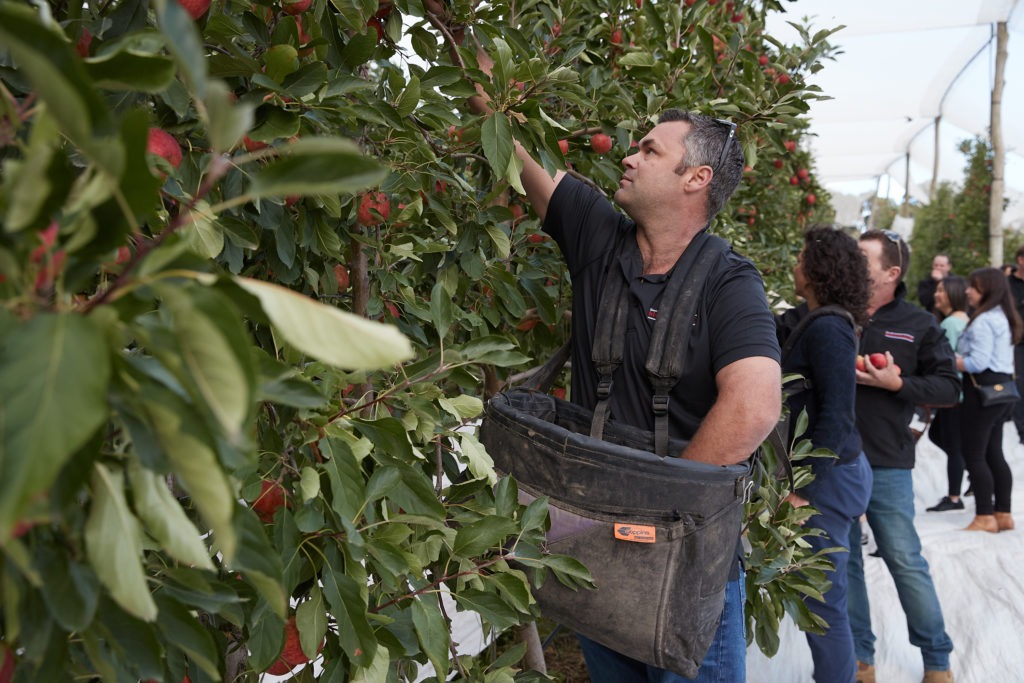 Australian food news: help for apple growers