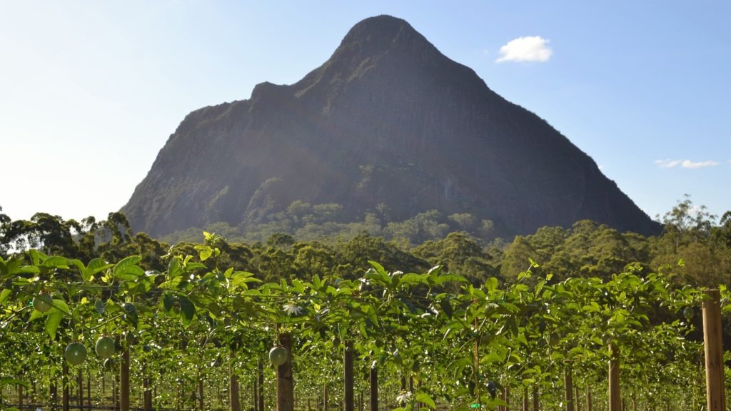 Jane Richter's passionfruit farm in the Glasshouse Mountains