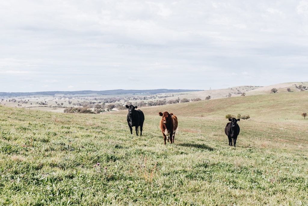 Charlie Arnott's cattle benefit from healthy grass grown in rich soil
