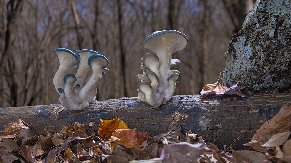 Fantastic Fungi: the world of the mushroom