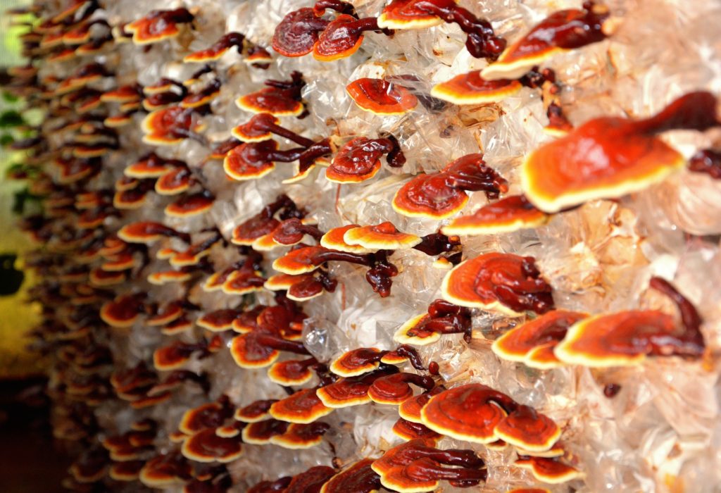 vertical mushroom farm