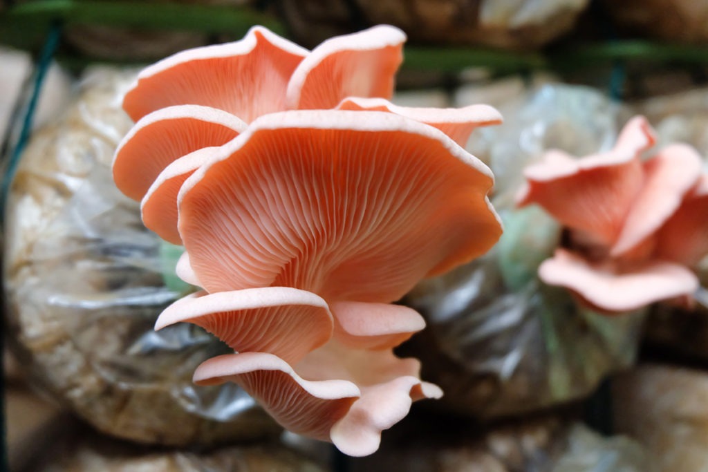 Gourmet oyster mushroom