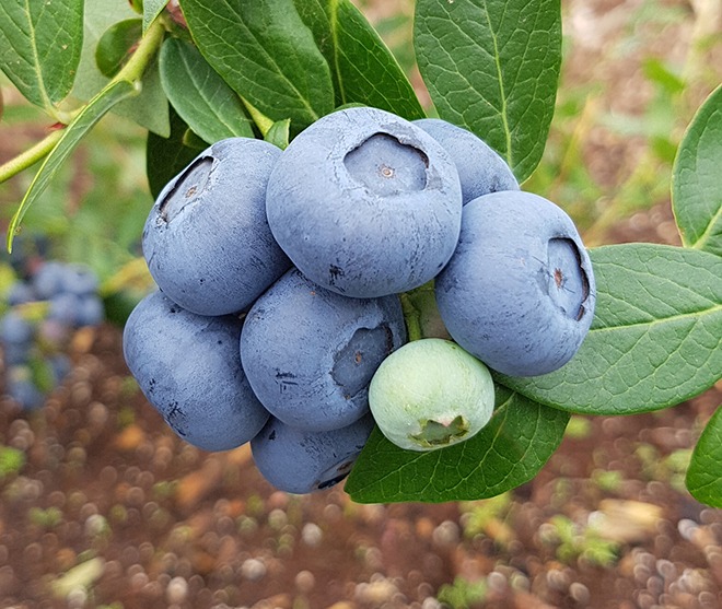 Moondarra blueberries