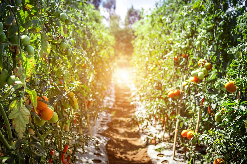 The Australian fruit and vegetable industry is facing a workforce shortage of up to 26,000 people during the peak summer harvest