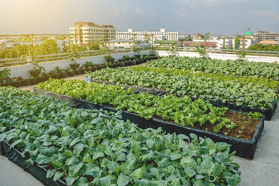 The case for urban agriculture