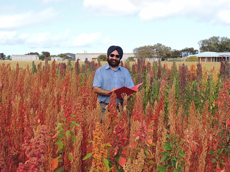 DPIRD research scientist Dr Harmohinder Dhammu at a quinoa trial at Geraldton, WA.