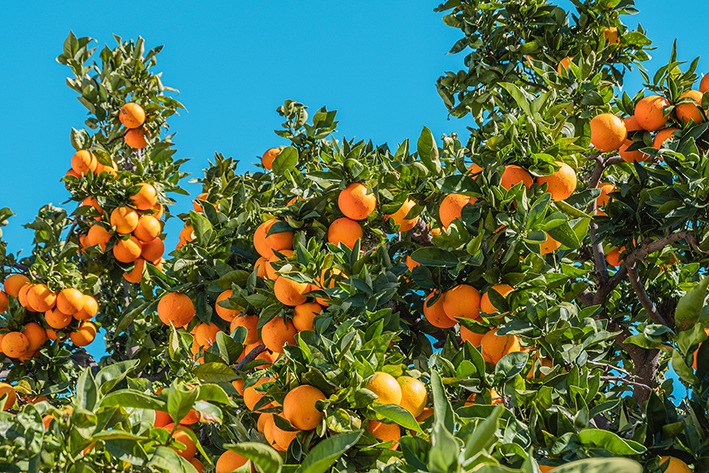 Australian citrus industry: fruit juice decision “against all logic”
