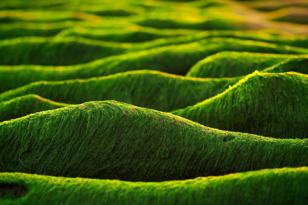 Algae is incredibly hardy, and can grow in conditions that other crops cannot