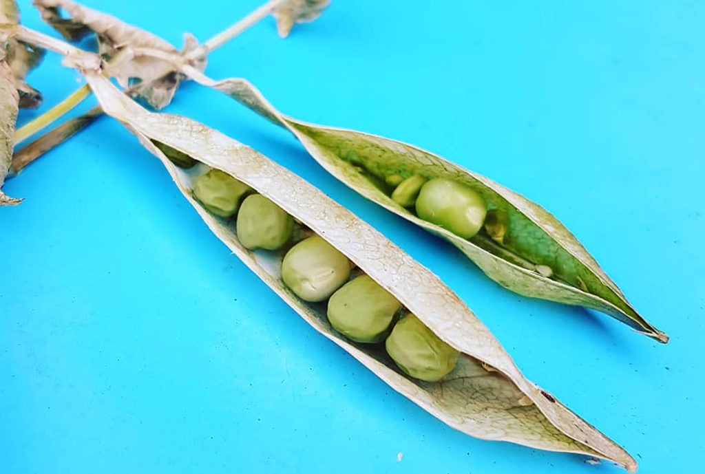 Wrinkly peas: the newest superfood?