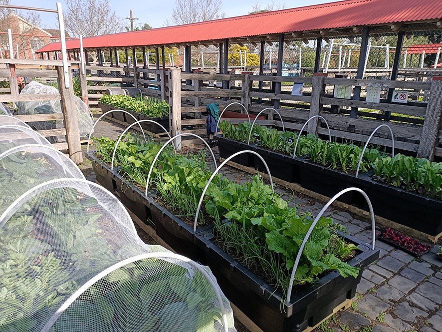 Urban farming: Kensington Stockyard's garden produces tonnes of fresh food for the local community