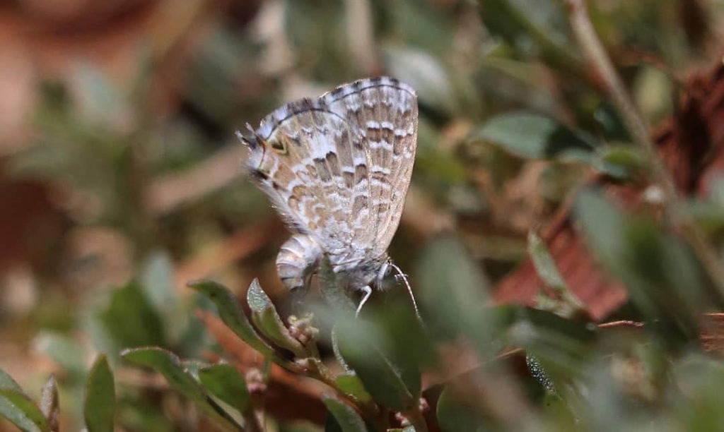 Saltbush blue butterfly larvae feed on native saltbush, the seeds and leaves of which can be used as food