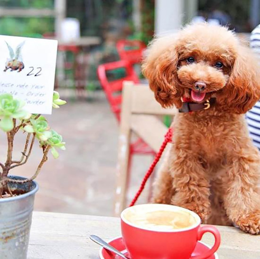 Dog-friendly dining for road-trippers