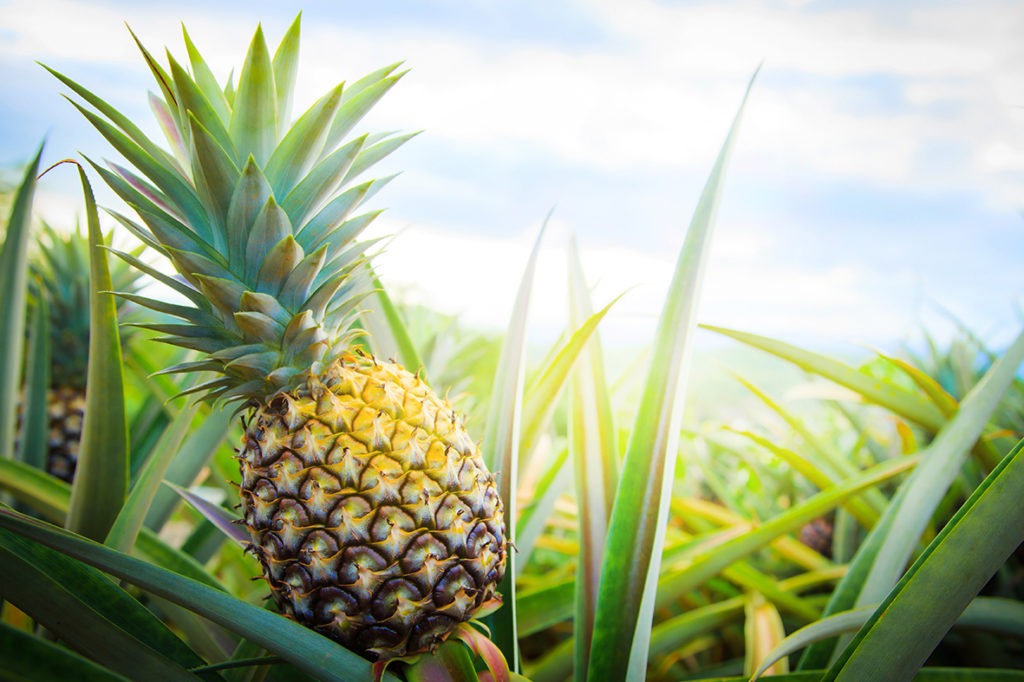 Food news: Pure Gold Pineapples to raise funds for McGrath Foundation