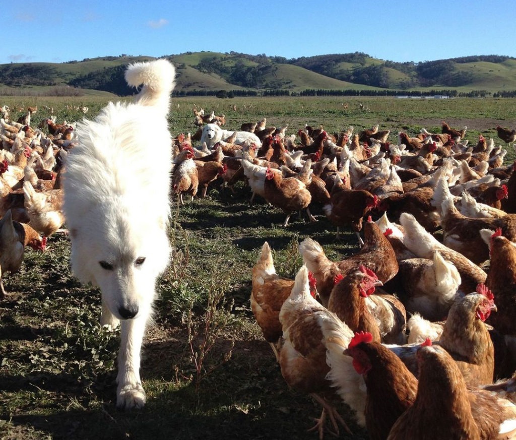 Fabio the Maremma guarding his flock of free-range chickens at Mulloon Creek Natural Farms