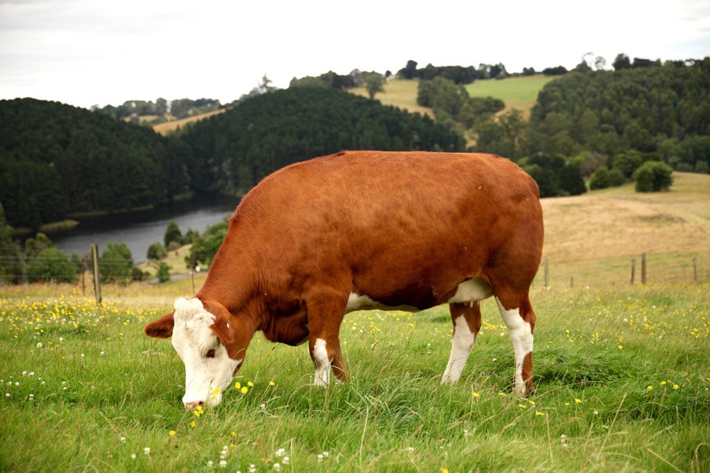 Txuleta 1882 Fleckvieh cow