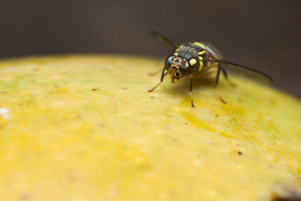 The Queensland fruit fly, which can infect many fruits, has already been detected in Victoria