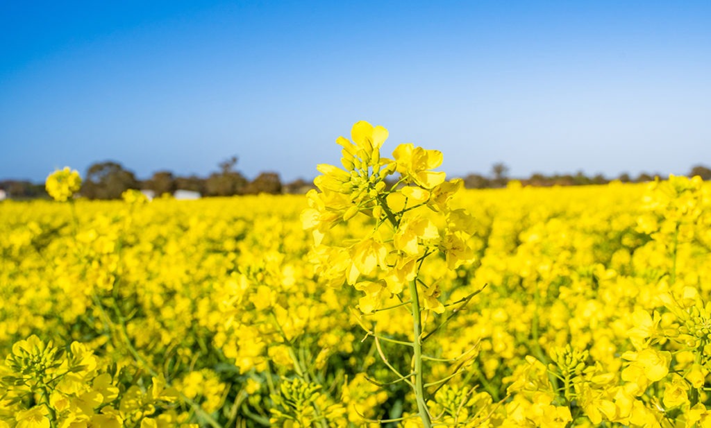 NSW lifts 18-year ban on GM crops