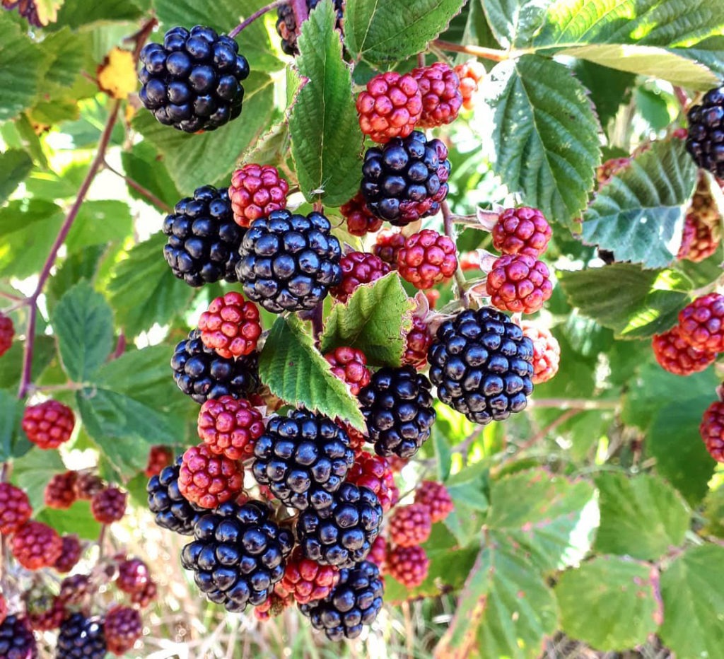 Parkesbourne Produce blackberries