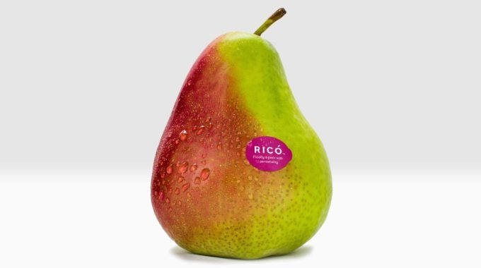 Love at first blush: new season Ricó pears