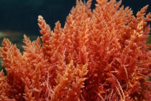 SA commercial seaweed lease granted