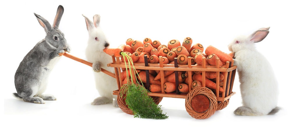Easter Bunny carrot haul