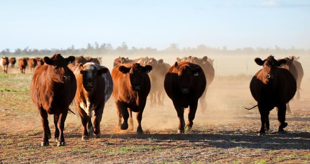 Australian cattle numbers fell to their lowest level in two decades in 2020 due to drought