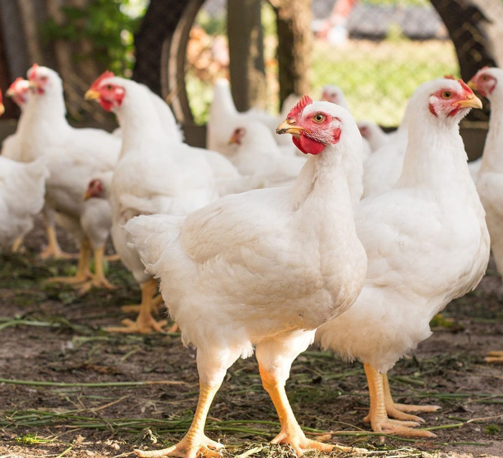 Chicken meat facts: almost all meat chickens are white, and both males and females are used as meat