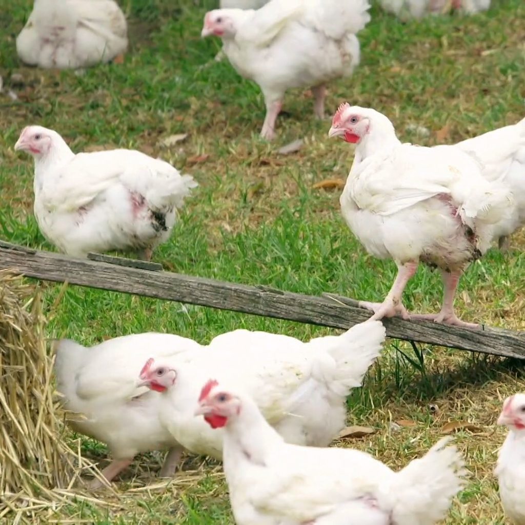 There are approximately 700 meat chicken rearing farms around Australia