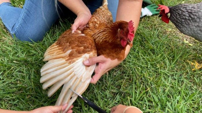 How to clip your chickens’ wings