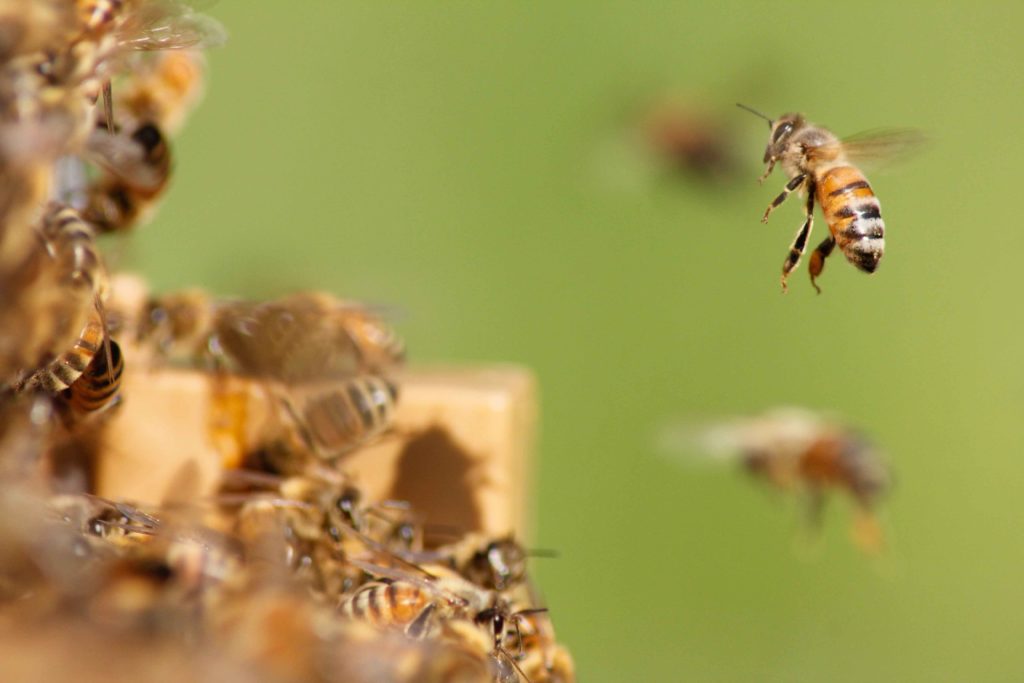 Honey bee may pose threat to native bees