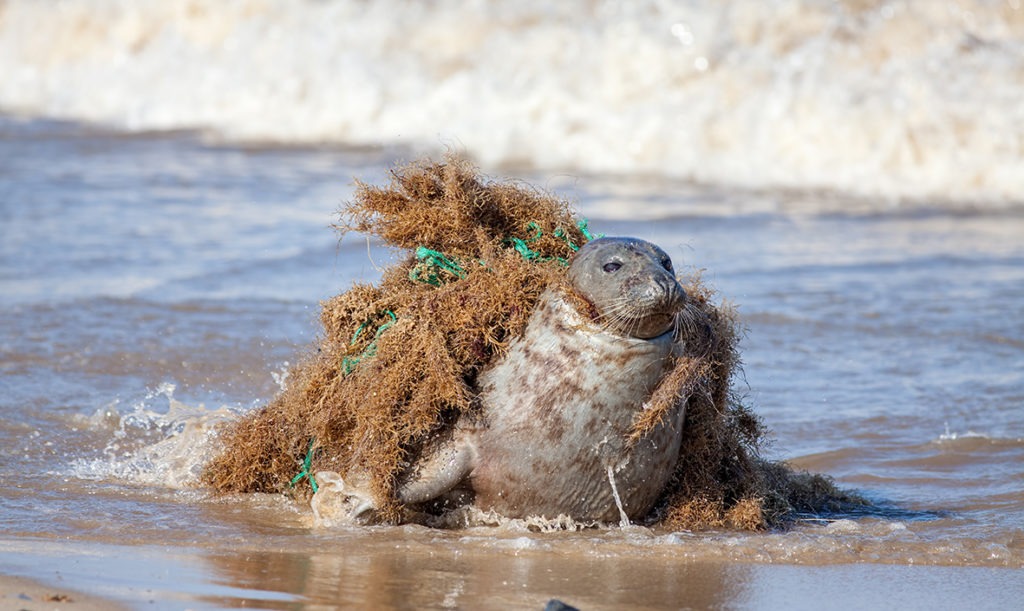 Seaspiracy: discarded fishing nets can cause distress and injury to our marine life