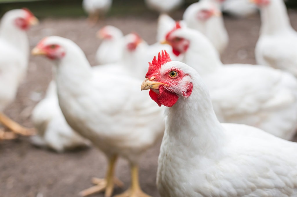 Chicken meat: opt for free-range chicken