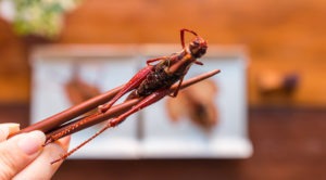 Edible insects: an industry with legs