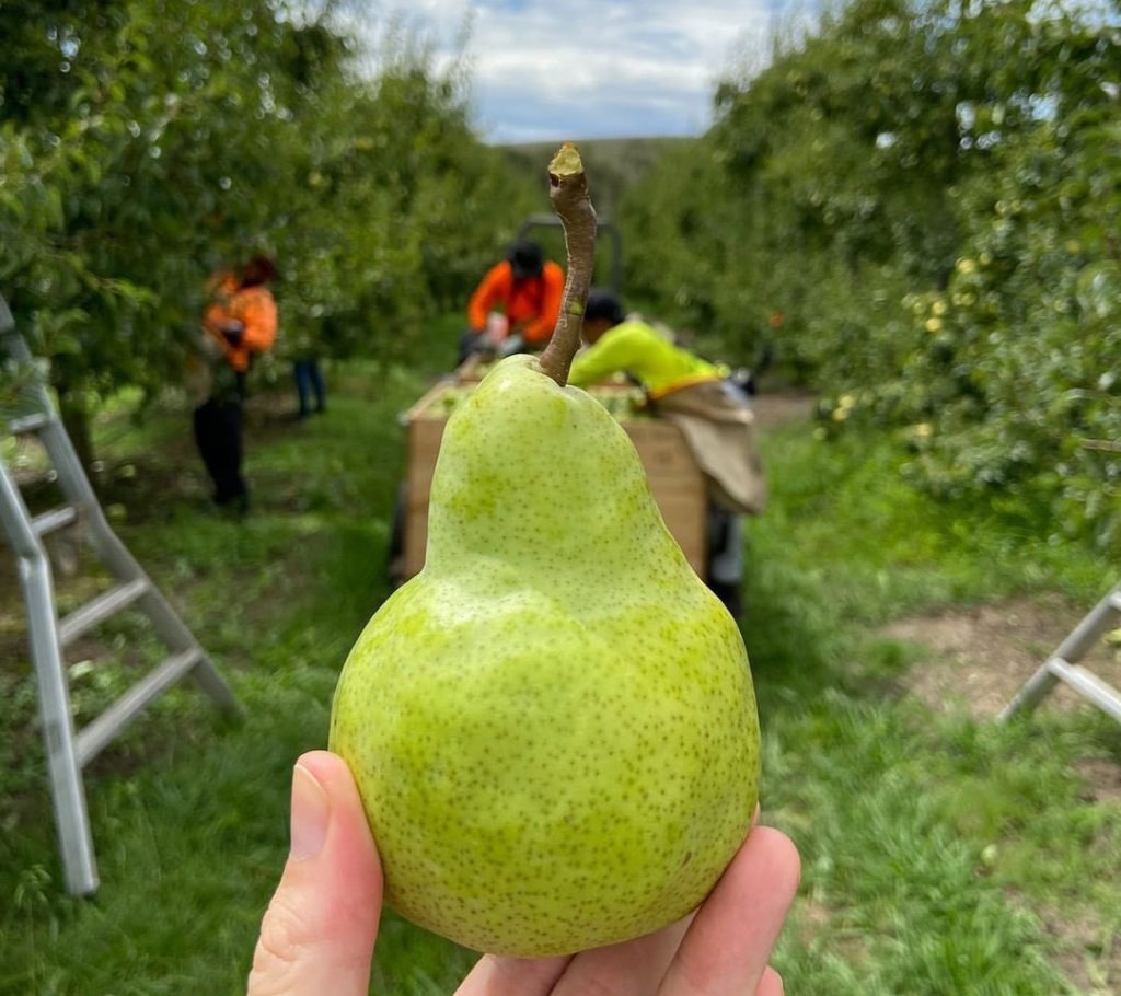 Australian pears