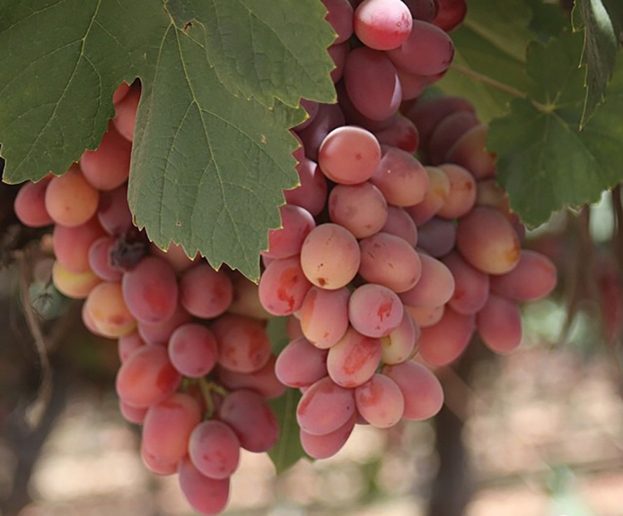 Are grapes the latest victim in the trade war between Australia and China?