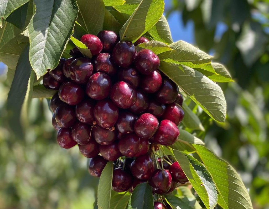 Fruit news: Tasmanian cherry exports up 40 percent