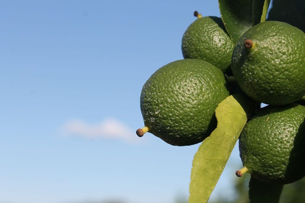 Fruit news: proposed lime imports an unacceptable biosecurity risk