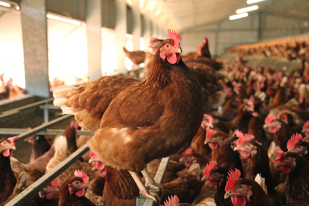 Help shape the future of the egg industry
