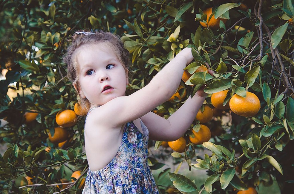 Queensland horticulture: Top Citrus