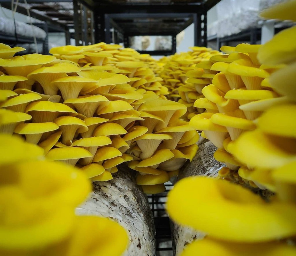 Gorgeous yellow oyster mushrooms at The Mushroom Guys' urban farm in Perth