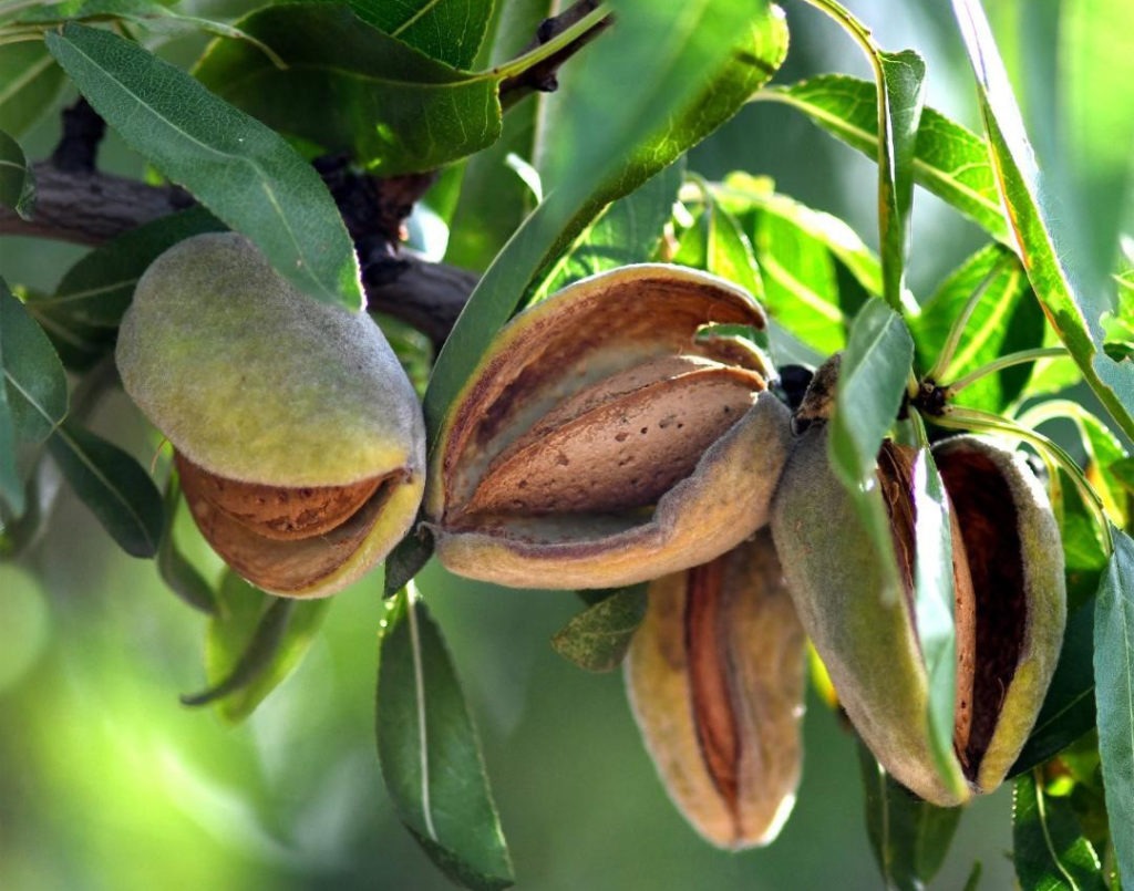 Big yields for Aussie nut growers