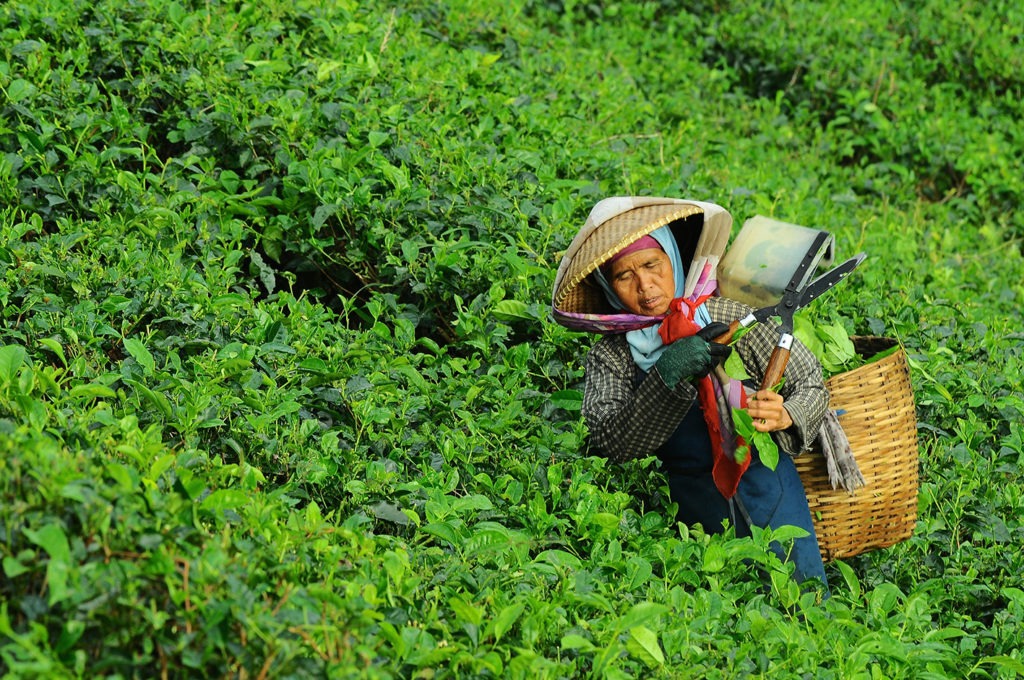 International Tea Day: tea provides employment for millions of people around the world