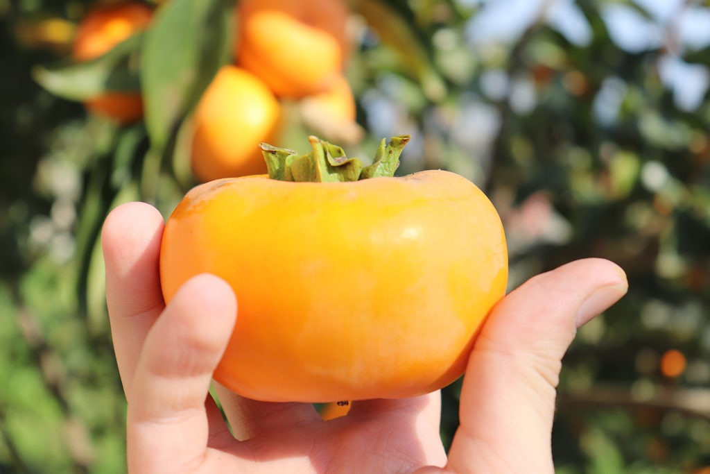 Persimmons are in season
