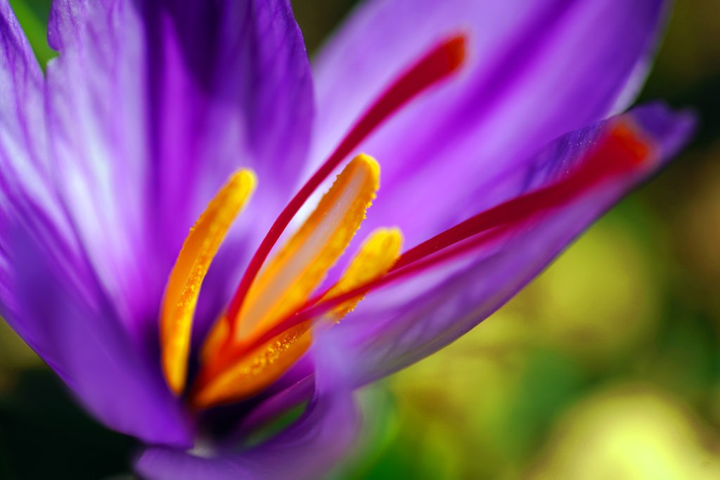 Saffron has been used as a seasoning, medicine, dye and fragrance for centuries