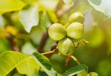 Big yields for Aussie nut growers