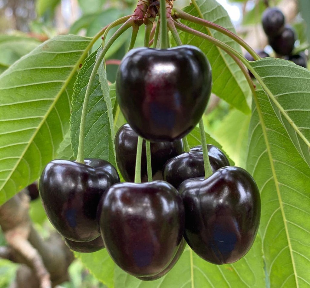 The main varieties of Tasmanian cherries include Lapin, Sweetheart and these richly dark Kordia