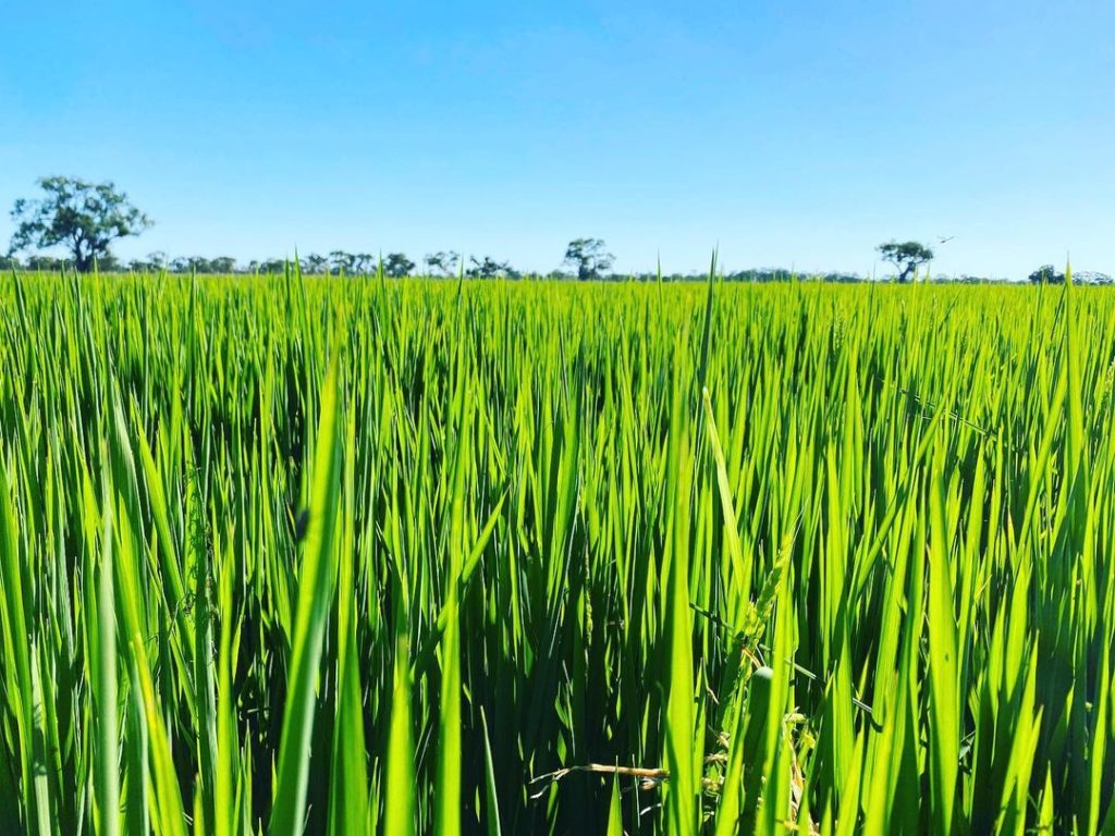UK FTA: opportunities for Australian rice