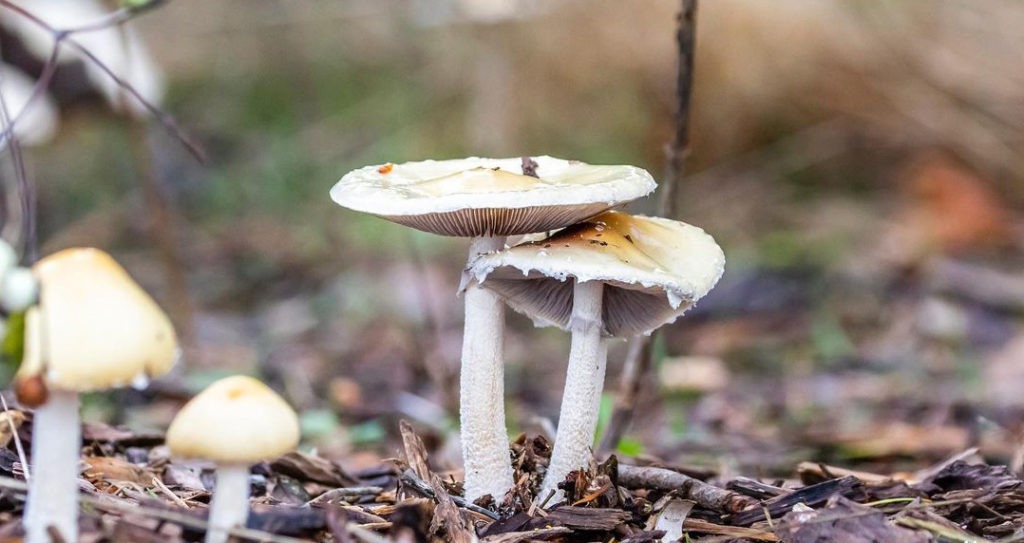 Don't eat wild mushrooms unless you know exactly what they are