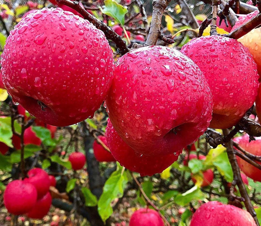 UK FTA: what it means for Aussie apples